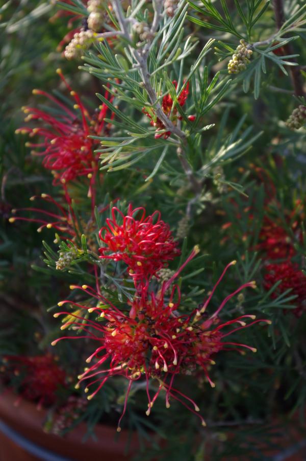 Grevillea 'Wimpara Gem'
