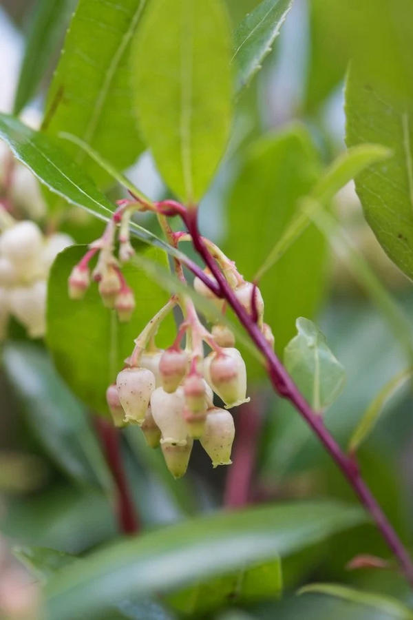 Arbutus unedo 'Compacta'