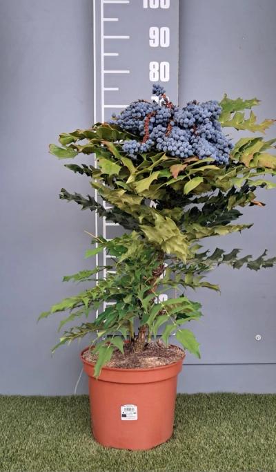 Mahonia x media 'Winter Sun'