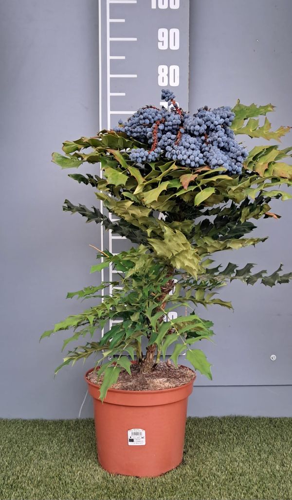 Mahonia x media 'Winter Sun'