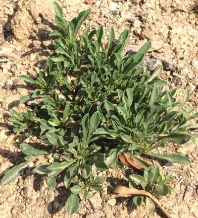 Globularia cordifolia