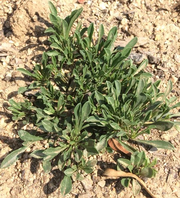 Globularia cordifolia