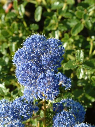 Ceanothus thyrsiflorus var. repens