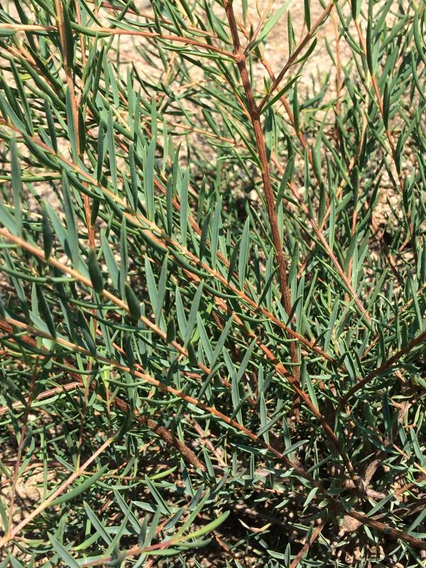 Melaleuca fulgens