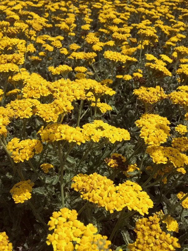 Achillea tomentosa