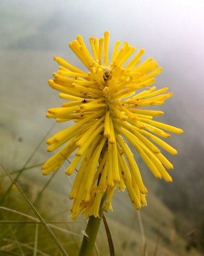 Kniphofia citrina