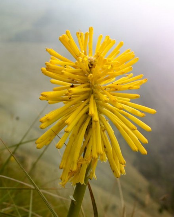 Kniphofia citrina