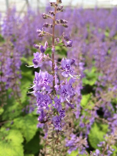 Plectranthus zuluensis