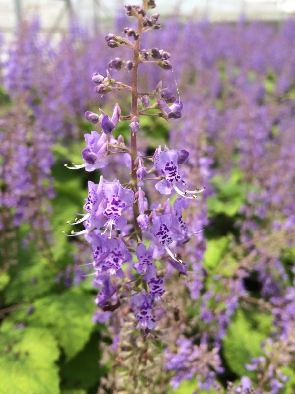 Plectranthus zuluensis