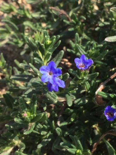 Lithodora diffusa