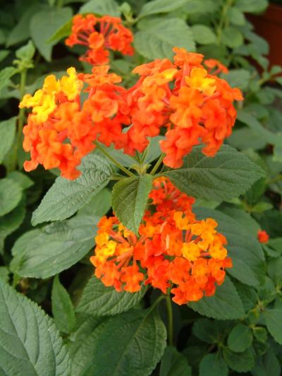 Lantana camara 'Bandana Orange'