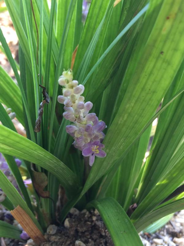 Liriope muscari 'Big Blue'
