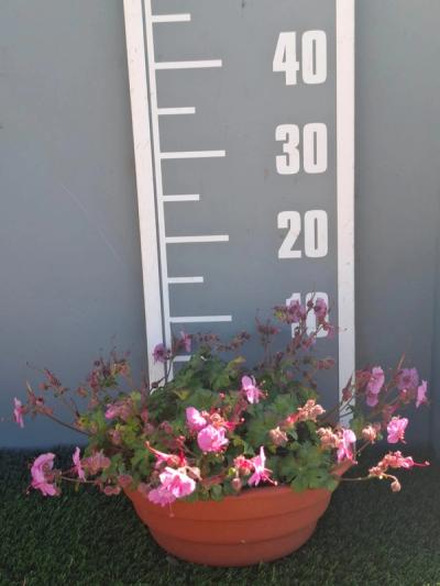 Geranium x cabtabrigiense