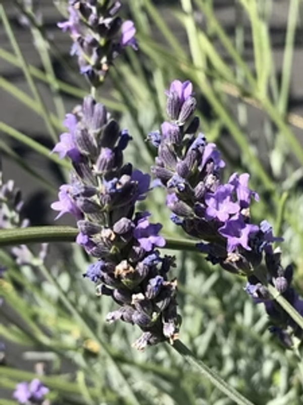 Lavandula x intermedia 'Grosso'