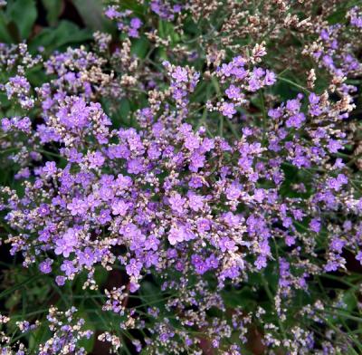 syn. latifolium 