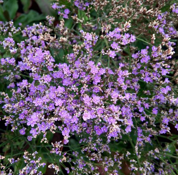 syn. latifolium 