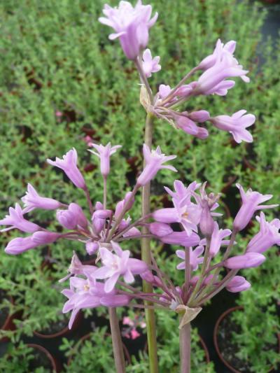 Tulbaghia simmleri 'Pink'