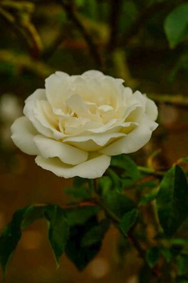 Rosa x odorata