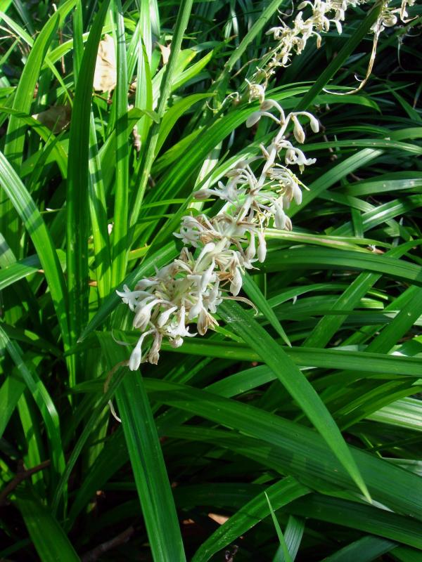 Ophiopogon jaburan