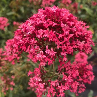 Centranthus ruber var. coccineus
