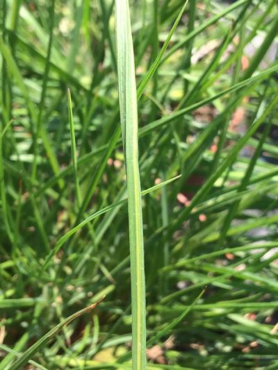 Pennisetum alopecuroides 'Gelbstiel'