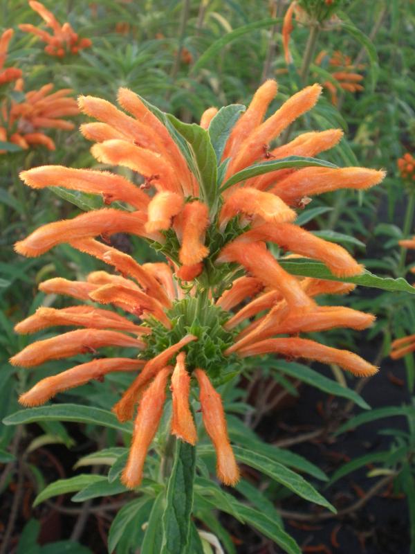 Leonotis leonurus