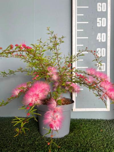 Calliandra 'Dixie Pink'
