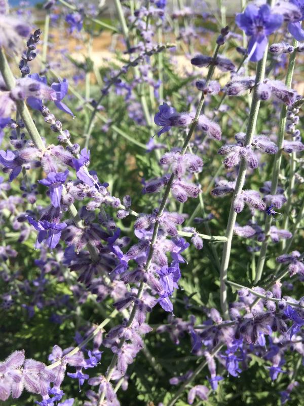 Perovskia 'Blue Spire'