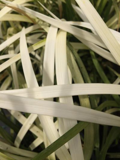 Liriope muscari 'Pure Blonde' ®