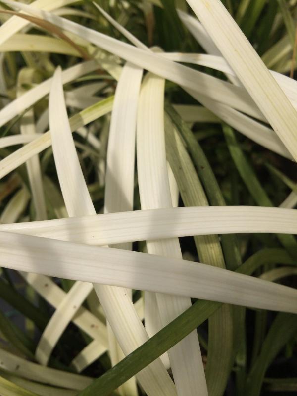 Liriope muscari 'Pure Blonde' ®