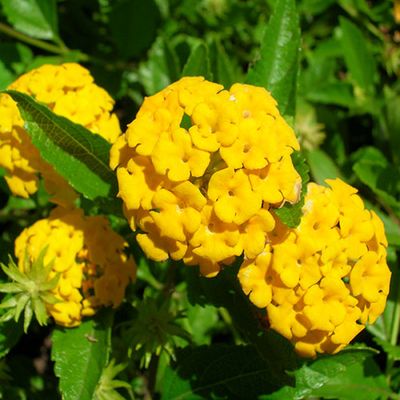 Lantana montevidensis 'Yellow'