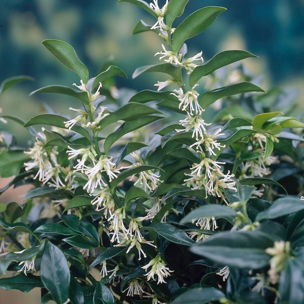 Sarcococca humilis