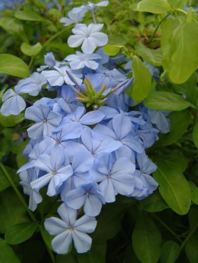 Plumbago auriculata