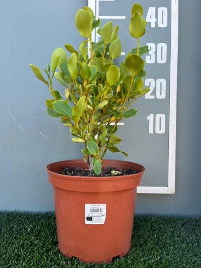 Griselinia littoralis