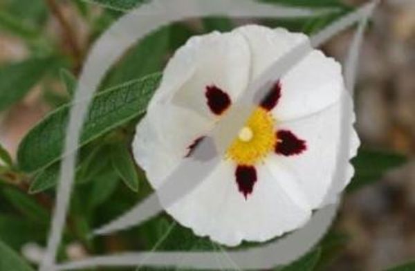 Cistus x verguinii