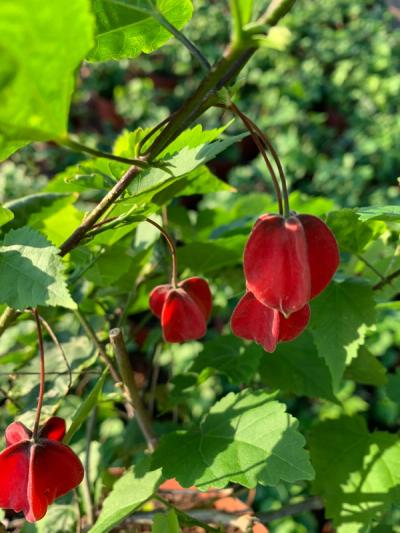 Abutilon megapotamicum