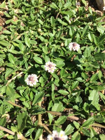 Phyla (Lippia) nodiflora