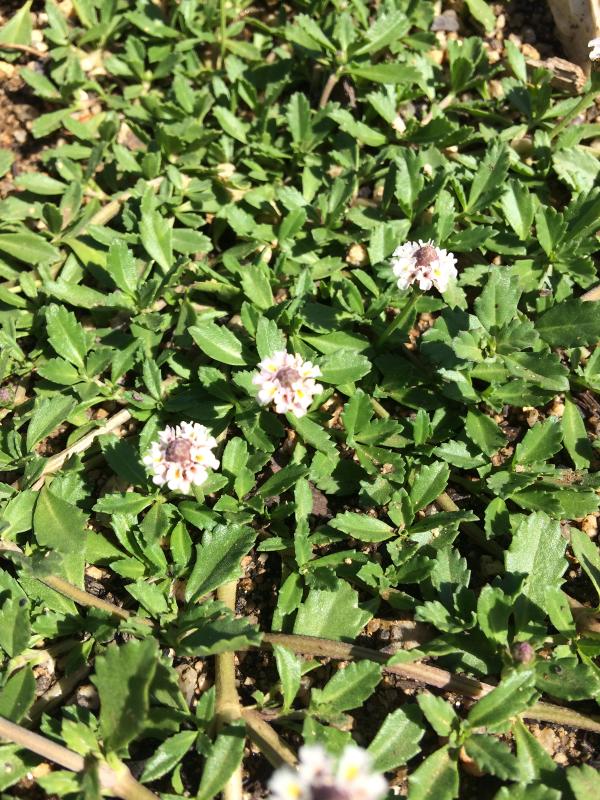 Phyla (Lippia) nodiflora