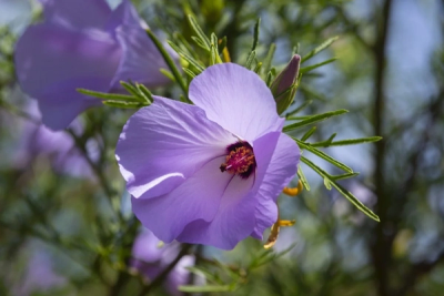 Alyogyne hakeifolia