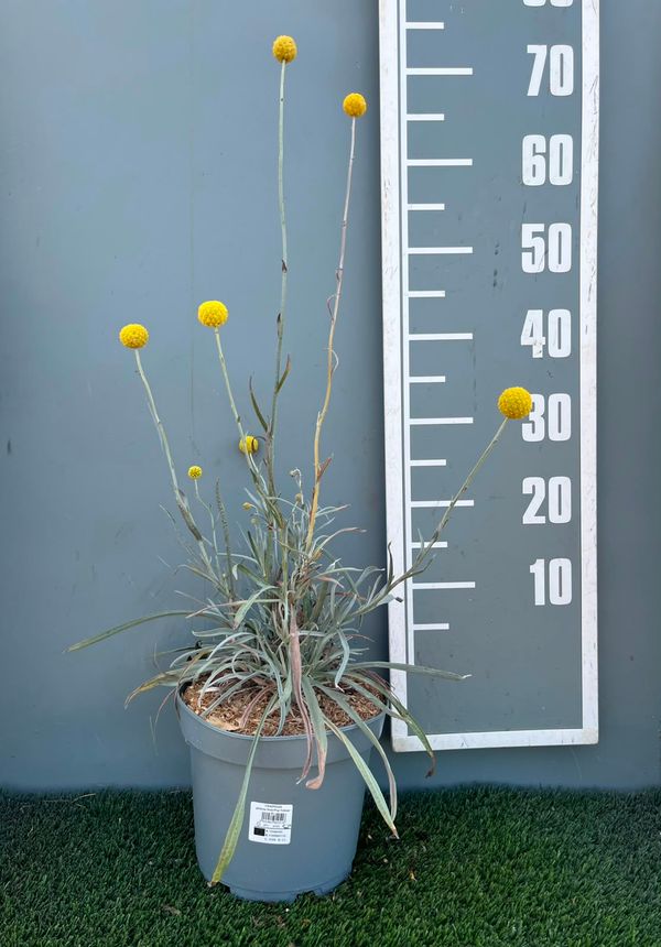 Craspedia globosa