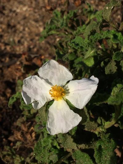 Cistus creticus 'Albus'