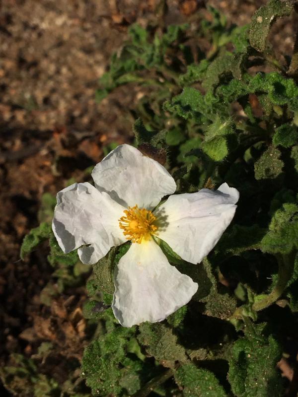 Cistus creticus 'Albus'