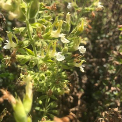 Teucrium flavum