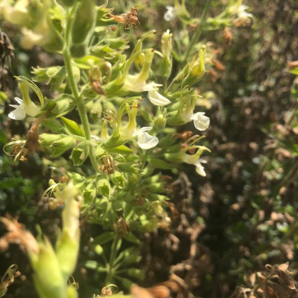 Teucrium flavum