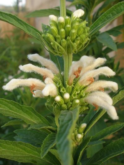Leonotis leonurus 'White'