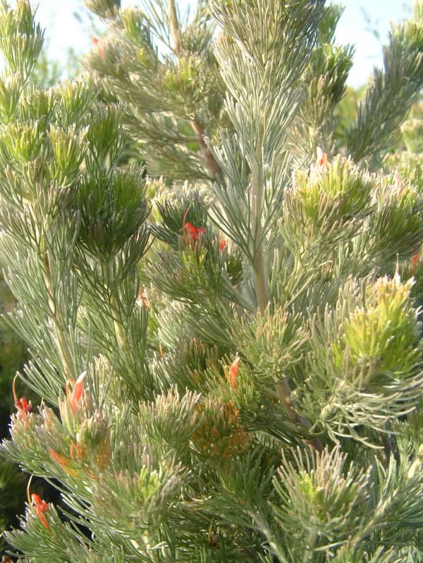 Adenanthos sericeus