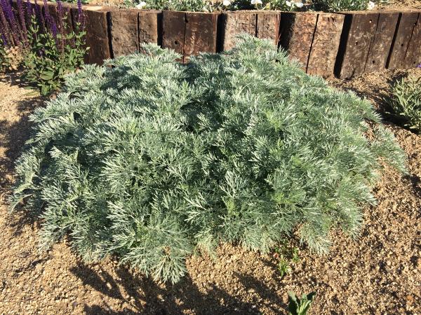 Artemisia 'Powis Castle'