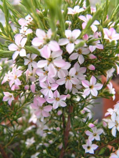 Diosma hirsuta 'Pink Fountain'