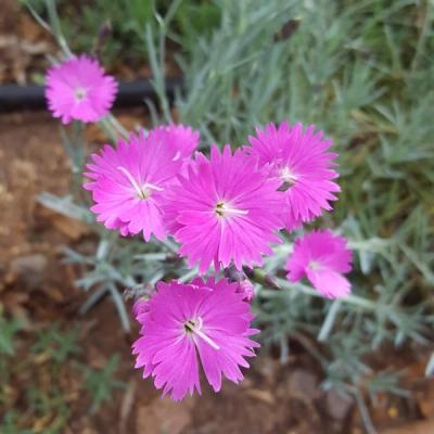 Dianthus corsicus