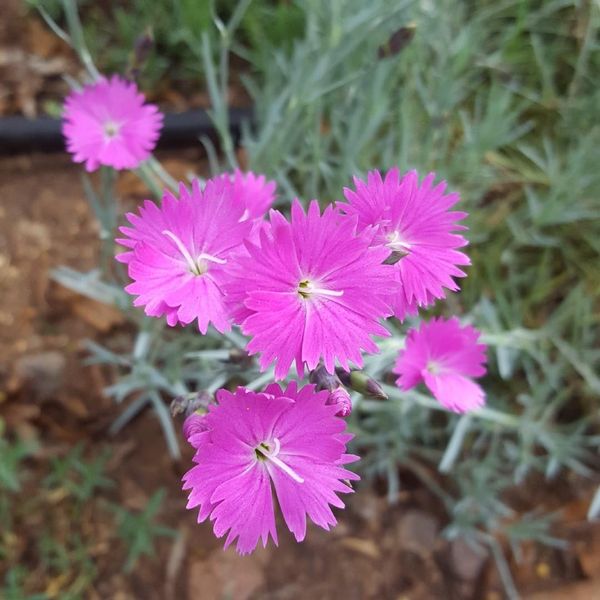 Dianthus corsicus